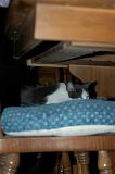 20030923_Kitty Kat_060